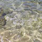 In realt� la schiuma ha origine naturale, perch� deriva dalle mareggiate
